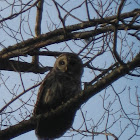 Barred Owl