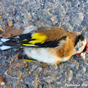European Goldfinch
