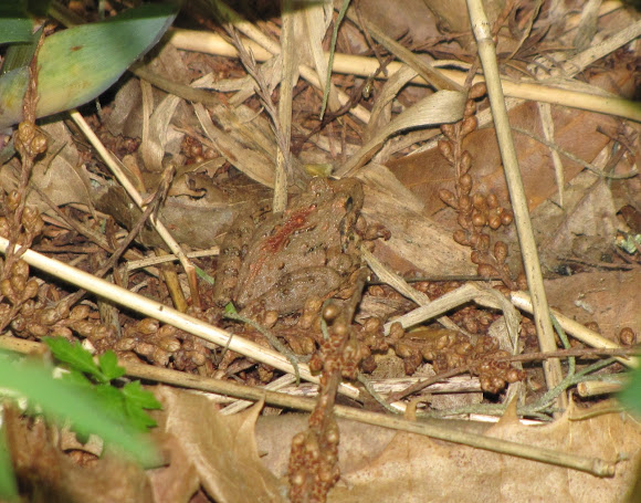 Spotting Image 1
