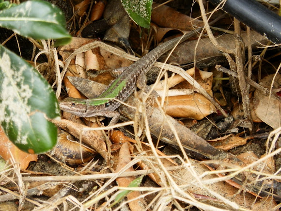 Spotting Image 1