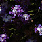 Junellia spathulata