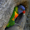 Rainbow Lorikeet