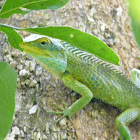 large scaled lizrad