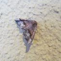 Pero Moth