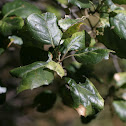 Coast live oak