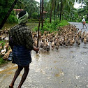Ducks & Guards