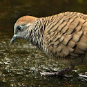 Zebra Dove