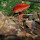 Mushrooms of Appalachia
