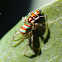 Peacock Jumping Spider