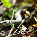 Garter snake