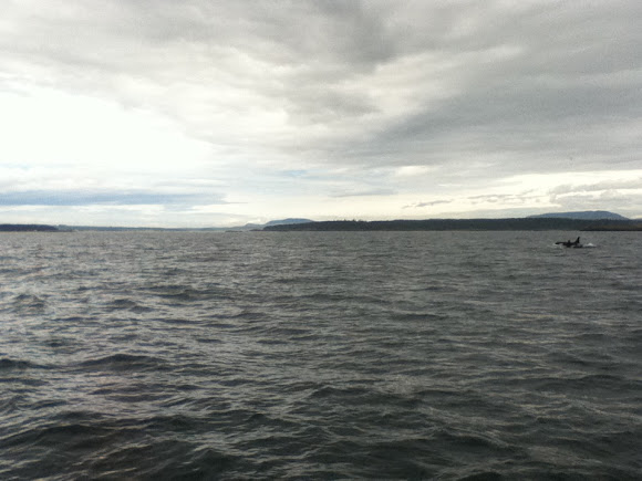 Spotting Image 1