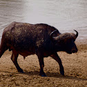 African buffalo