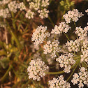 Water Parsley