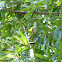 Ruby-throated Hummingbird