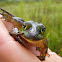 American Bullfrog