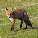 Red Fox