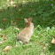 European Rabbit