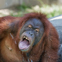 Orangutan