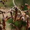 Verbena