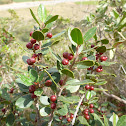Aladierno