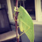 Katydid
