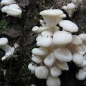 Mushroom cluster