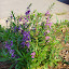 Angelonia
