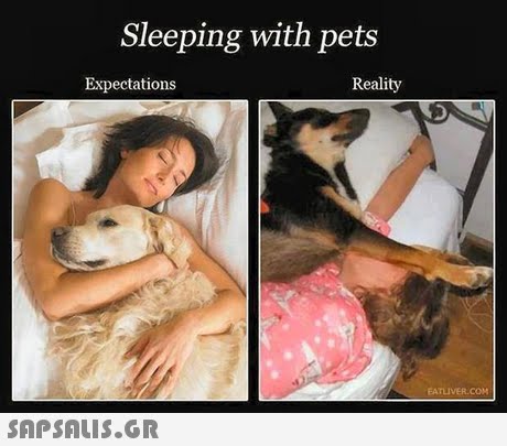 Sleeping with pets Expectations Reality EATLIVER.COM 
