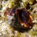 Caracola. Rock shell