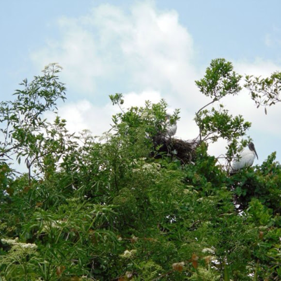 Spotting Image 1