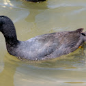 American Coot