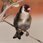 Goldfinch; Jilguero