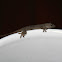 Asian House Gecko