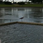 Blue Heron