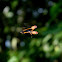 mating wasp-mimic fly
