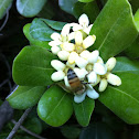 Abeja