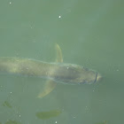 Tarpon