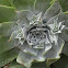 Chalk Dudleya