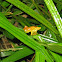 Yellow Treefrog