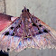 Noctuid Moth