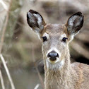 White-Tailed Deer