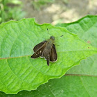 skipper