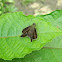 skipper