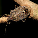 Shield Bug