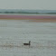 Cotton Pygmy Goose