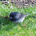 Dark-eyed junco