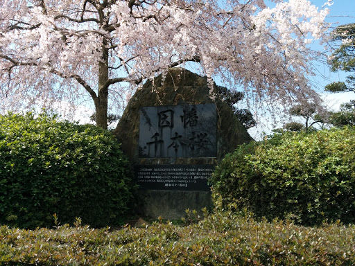 因幡千本桜