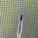Antlion