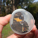 Sword Grass Brown Butterfly