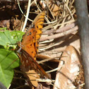 monarch butterfly